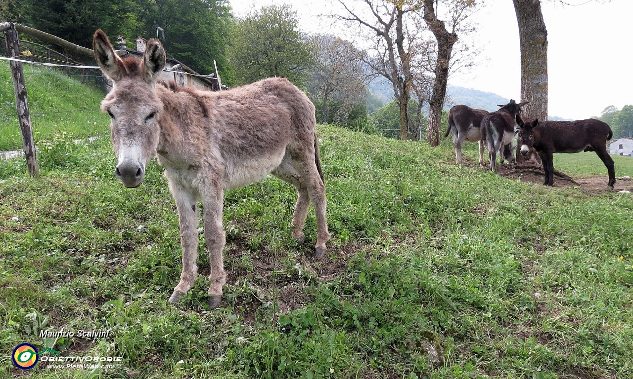 52 Gli asinelli del Ronco....JPG